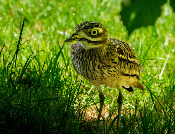 Stone curlew