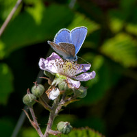 Silver studded blue
