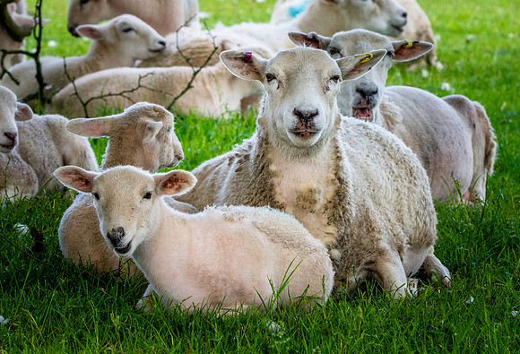 Sheep