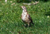 Mistle thrush