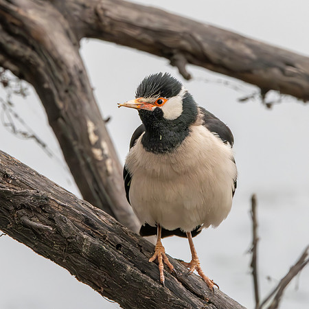 Indian pied starling / myna