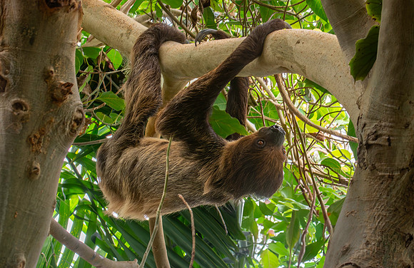 Two toed sloth (Linnaeus)