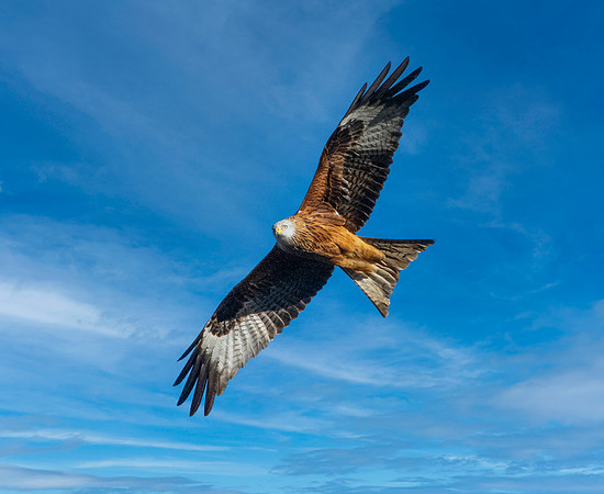 Red kite