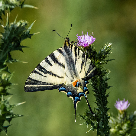 Scarce swallowtail