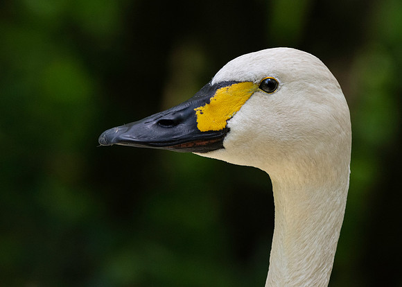 Bewick's swan