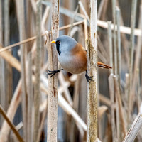 Bearded tit / bearded reedling