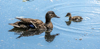 Mallard, female with chicks