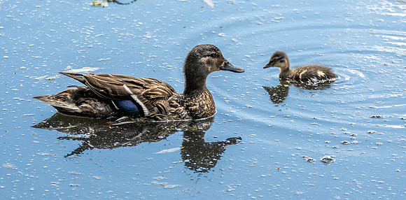 Mallard, female with chicks