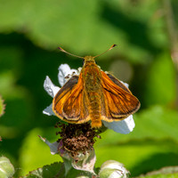 Large skipper