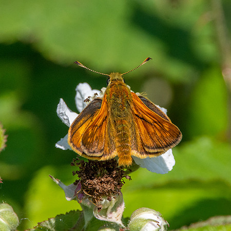 Large skipper