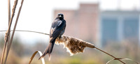 Black drongo