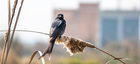 Black drongo