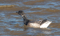 Brent goose