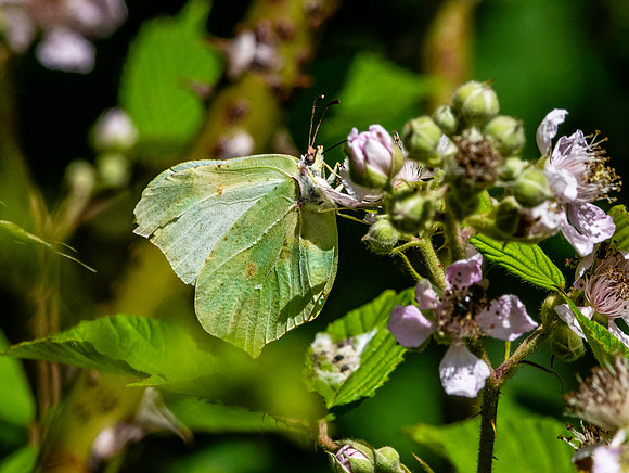 Common brimstone