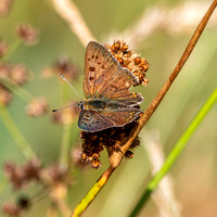Sooty copper
