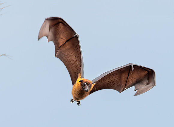 Indian Flying Fox