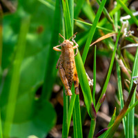 Common Maquis grasshopper