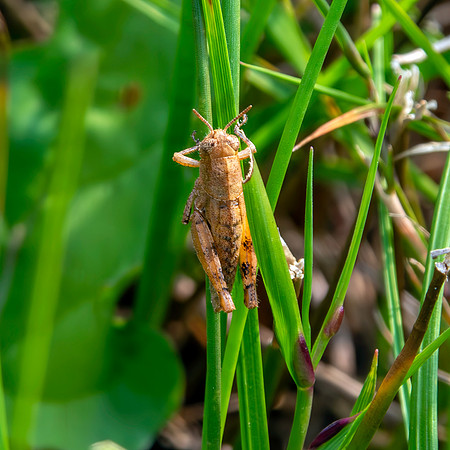 Common Maquis grasshopper