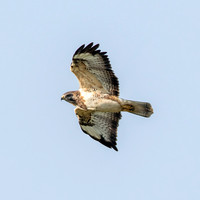 Pale buzzard