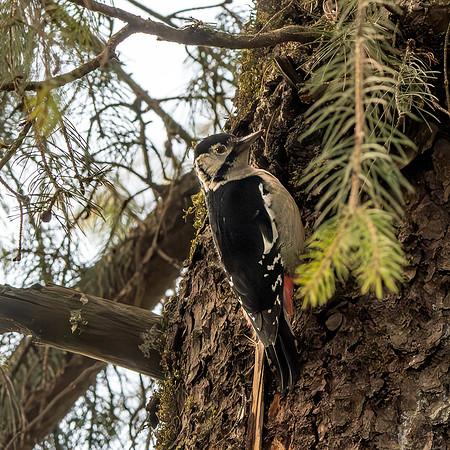Himalayan woodpecker