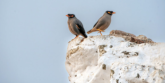 Bank Mynah