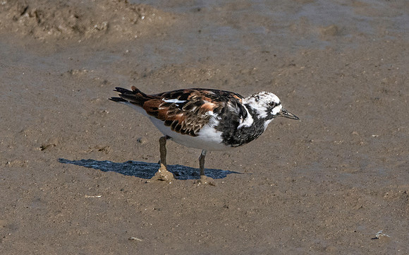 Ruddy turnstone - breeding