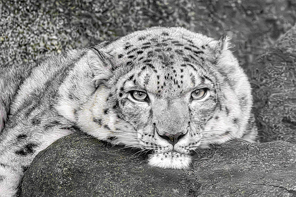 Snow leopard