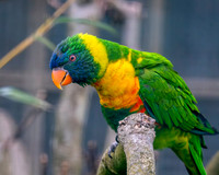 Marigold lorikeet
