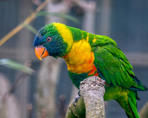 Marigold lorikeet