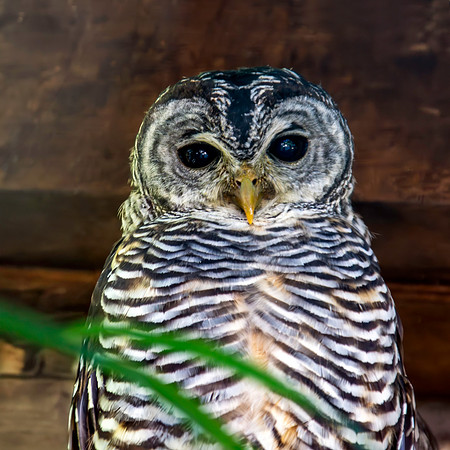 Chaco owl