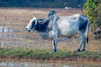 Zebu cattle