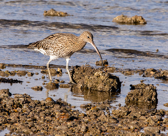 Curlew