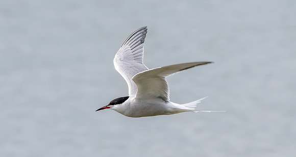 Common tern