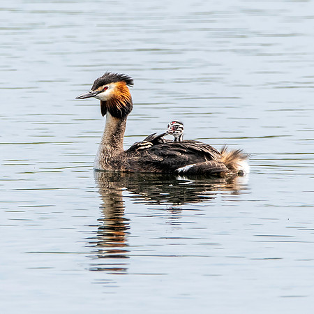 Great crested grebe