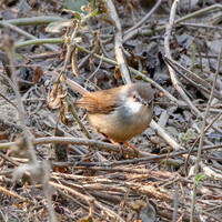 Dusky warbler