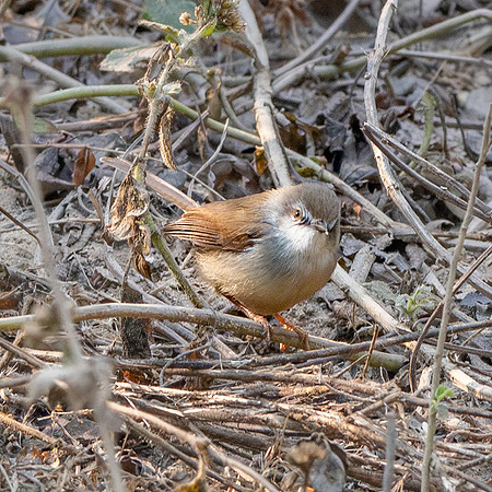 Dusky warbler