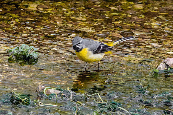 Grey wagtail