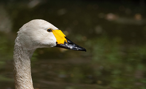 Bewick's swan