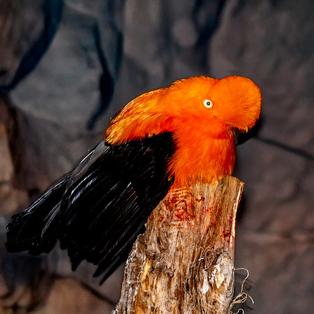 Andean cock-of-the-rock