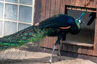 Green peafowl