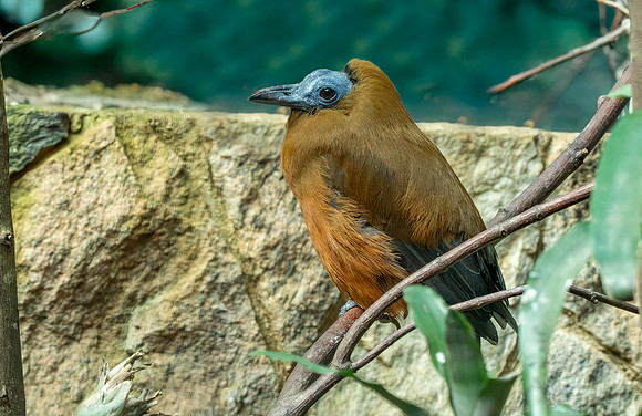 Capuchinbird