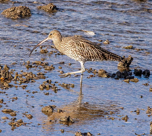 Curlew