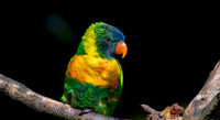 Marigold lorikeet