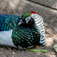 Lady Amherst pheasant