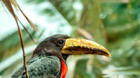 Ivory billed aracari
