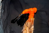 Andean cock-of-the-rock