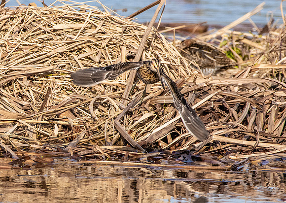 Common snipe