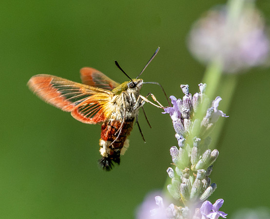 Broad-bordered bee hawk-moth