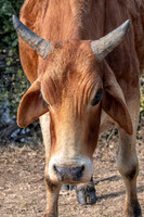 Zebu cattle