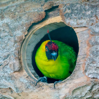 Horned parakeet